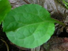 コバノイチヤクソウの葉？