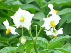 じゃがいもの花