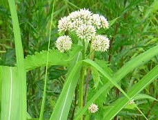 ヨツバヒヨドリ