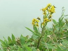 わからないお花黄色（美幌峠展望台）