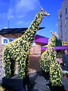 キリンさん一家♪