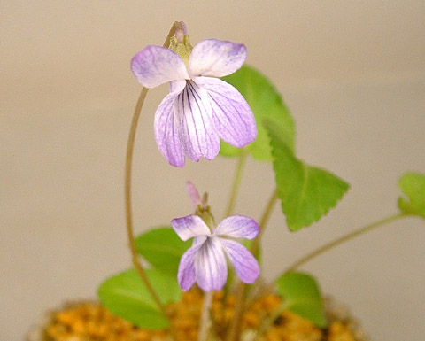 DSCF0049.JPG