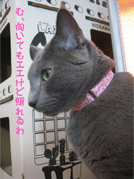 照れるハニージュジュ