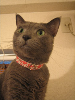 ロシアンポップ２