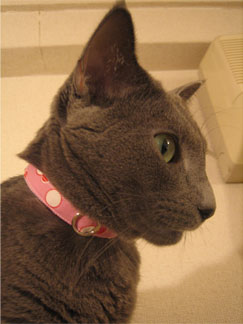 パリジェンヌ？