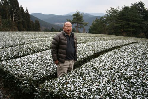 12512星野村機械摘み茶畑の高木地域協議会長