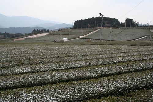 12512星野村茶園パイロット
