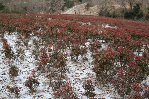 12512星野村椋谷花木園の観賞用馬酔木