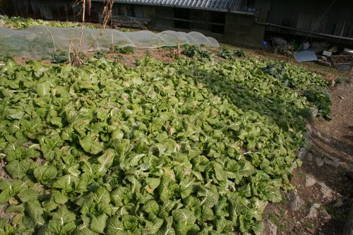 11112十津川村神納川山天の高菜畑