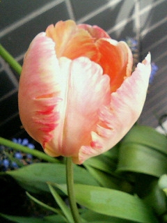 tulip2.JPG