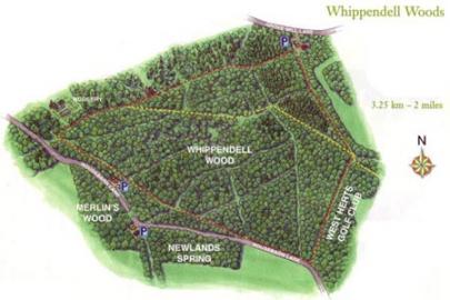 Whippendell Woods