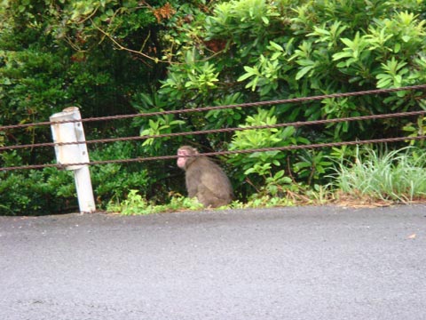 佐多岬のお猿さん