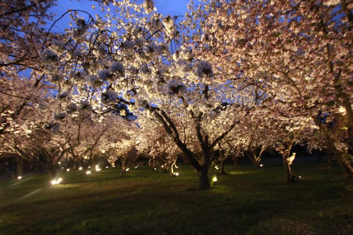 二条城夜桜4