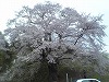 是哉寺地蔵桜