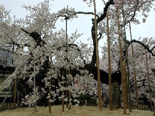 神代桜