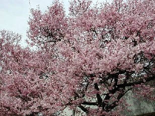 高遠城址公園桜