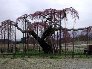 大糸桜