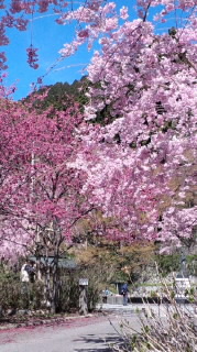 勝尾寺　桜２