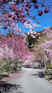 勝尾寺　桜３