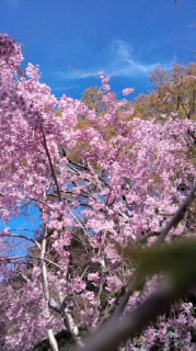 勝尾寺　桜４