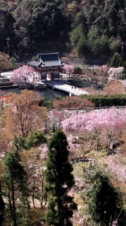 勝尾寺　桜５