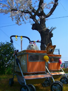 木陰でお花見中