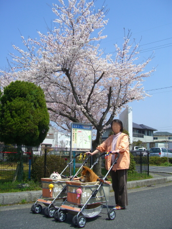 桜の木をバックに記念写真