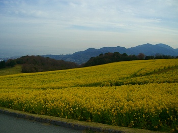 淡路島・花さじき