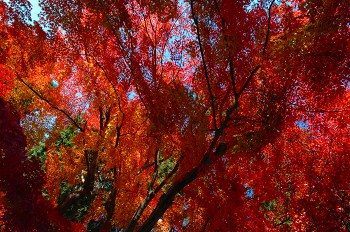 三井寺