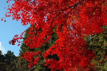 三井寺