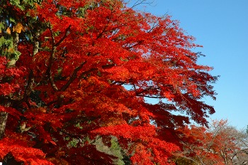 三井寺