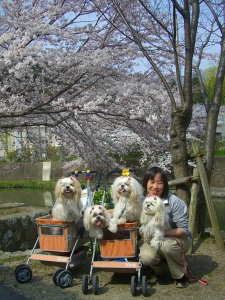 お花見