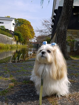 八幡堀り