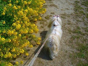 菜の花畑をお散歩