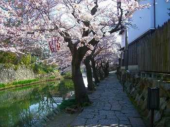 桜咲く小道