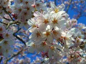 桜満開