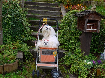 花うさぎさん