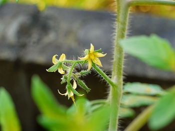 秋トマトの花