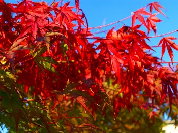 紅葉の季節