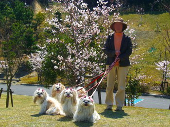 お花見ピクニック