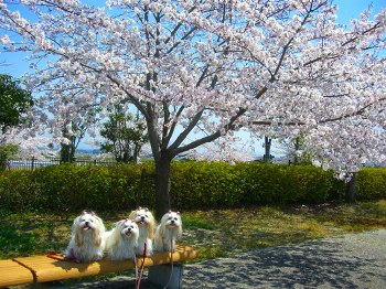 お花見ピクニック