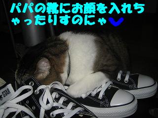 靴にお顔入れちゃったみ～ちゃん.JPG