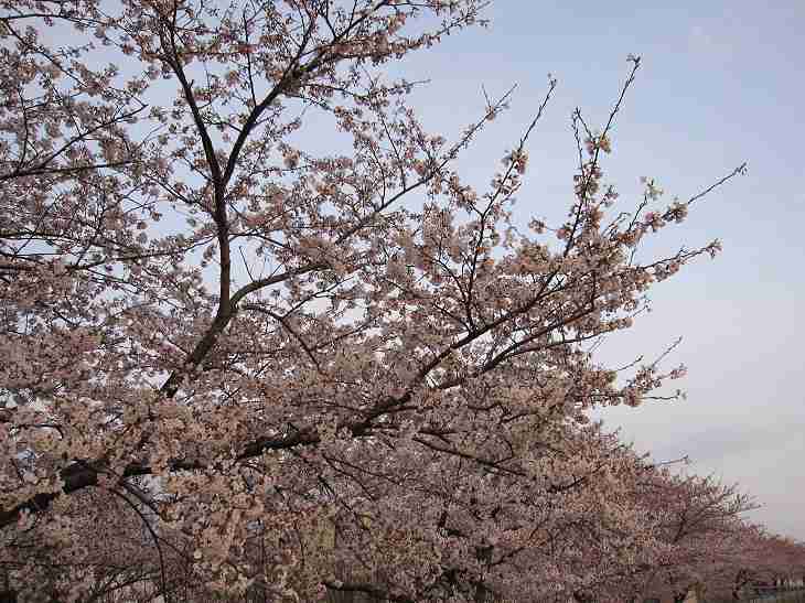 草津川の桜