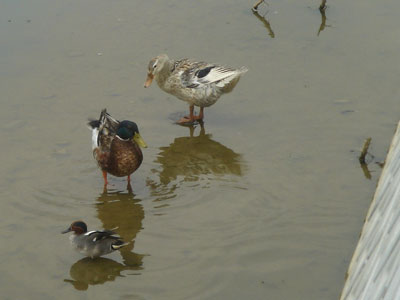 鳥01.jpg