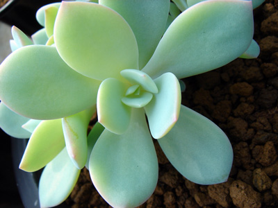 Echeveria02.jpg