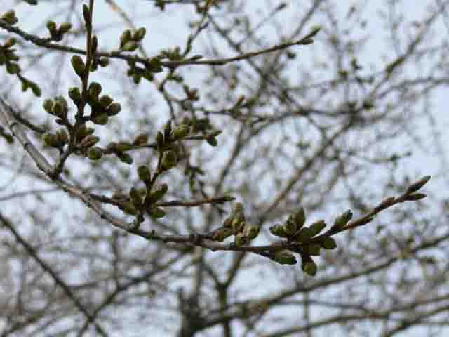 桜1.jpg