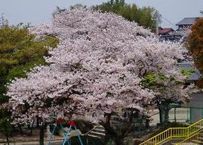 2007桜.JPG