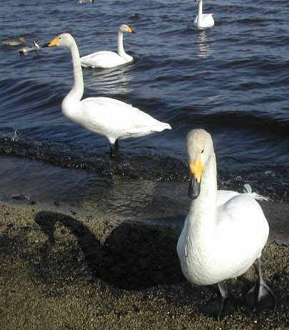 ウトナイ湖