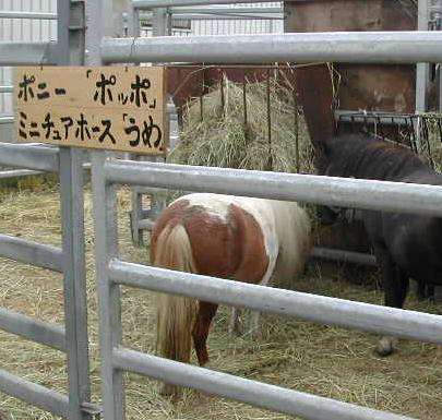 タカトシ