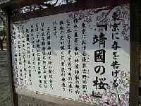 2007年スナップー桜015.jpg